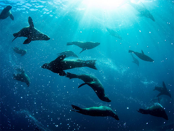 Swim with the seals in Jervis Bay