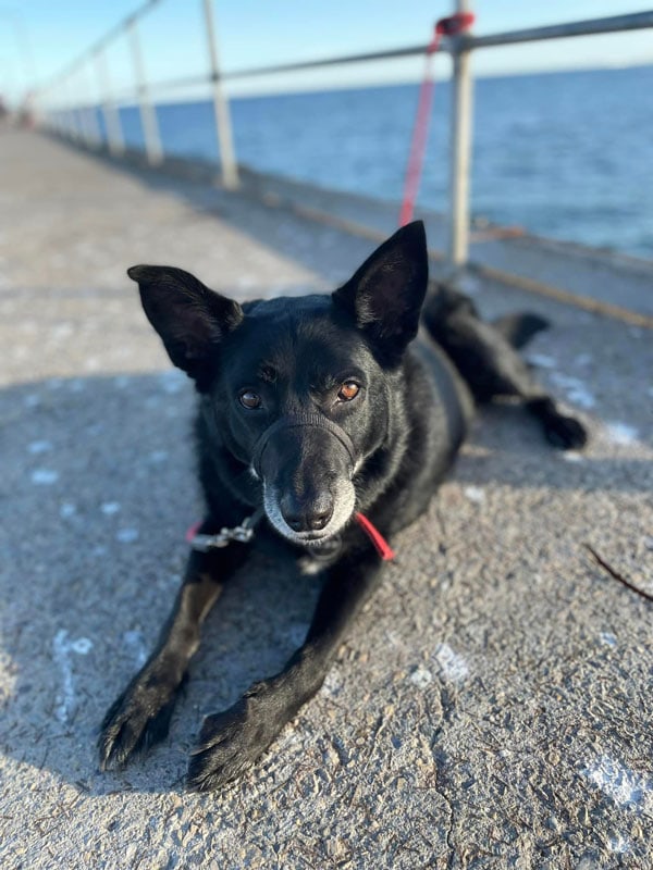 black dog Kuro posing for a photo at Black Dog Gallery, Adelaide