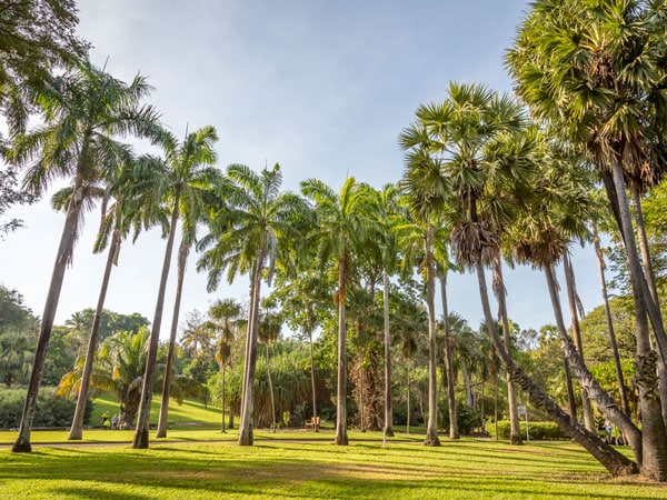 the George Brown Darwin Botanic Gardens