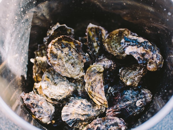 a bucket filled with freshly produced oysters in Bruny Island