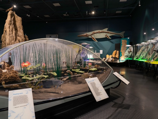 a look inside the Museum and Art Gallery NT