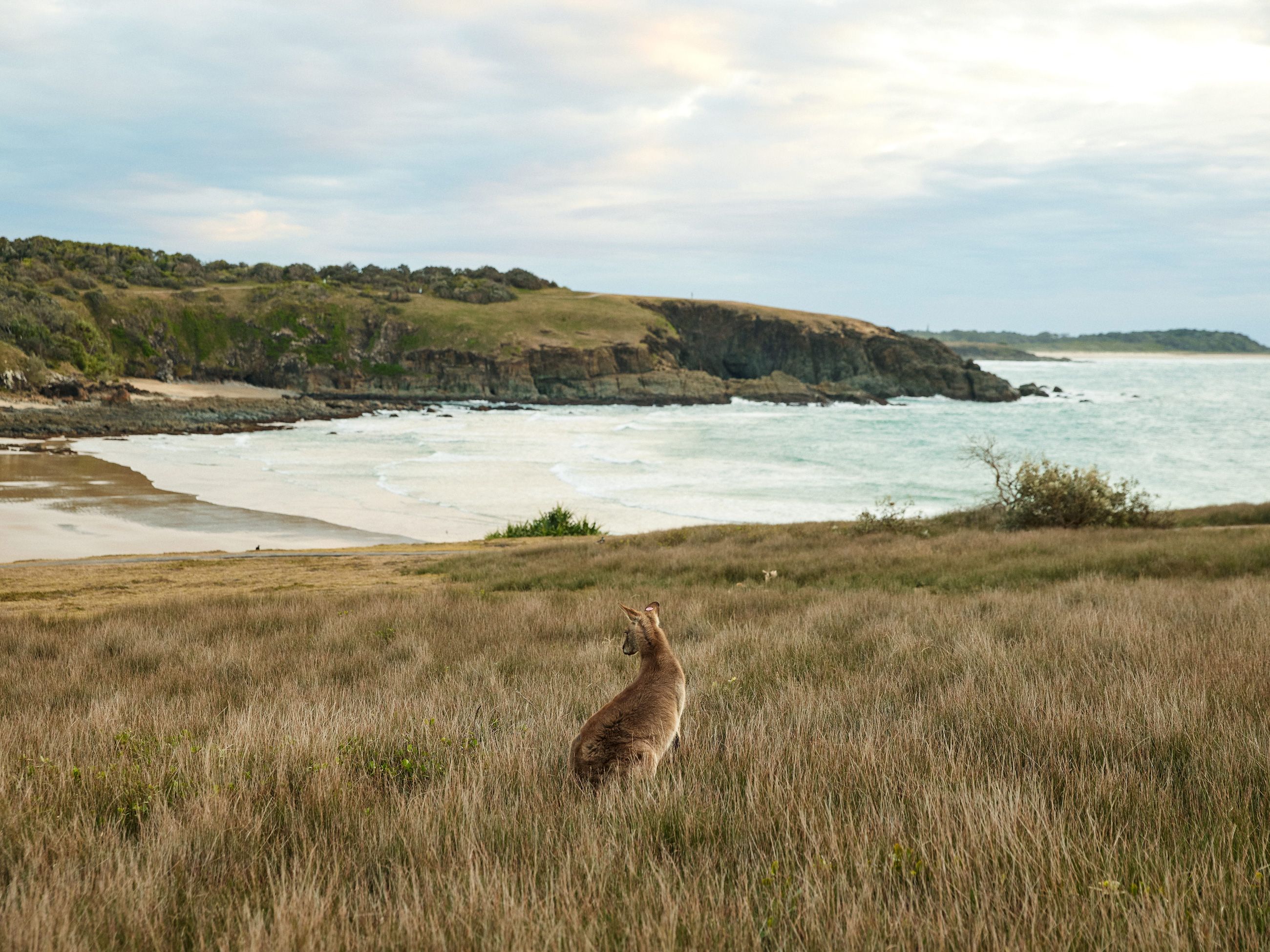 a kangaroo on the Look At Me Now Headland, Emerald Beach