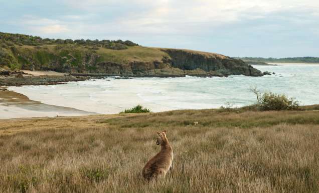 a kangaroo on the Look At Me Now Headland, Emerald Beach