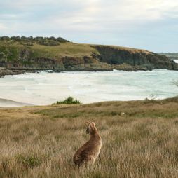 a kangaroo on the Look At Me Now Headland, Emerald Beach