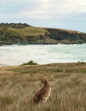a kangaroo on the Look At Me Now Headland, Emerald Beach