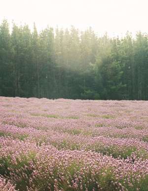 Bridestowe Lavender Farm