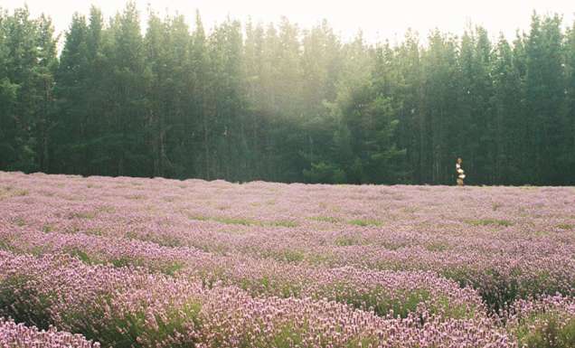 Bridestowe Lavender Farm