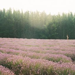 Bridestowe Lavender Farm