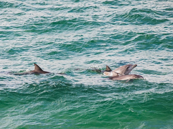 Dolphins in Yamba