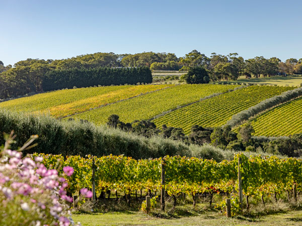 the Montalto vineyard in Mornington Peninsula