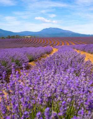 The best day trips to take from Launceston