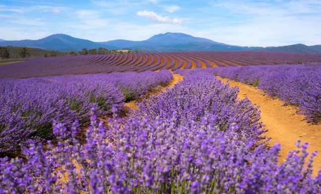 The best day trips to take from Launceston