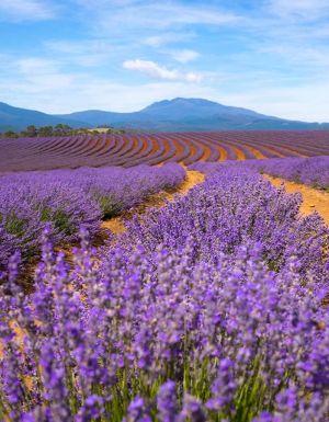 The best day trips to take from Launceston