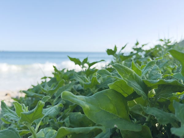 Warrigal greens growing on a beach