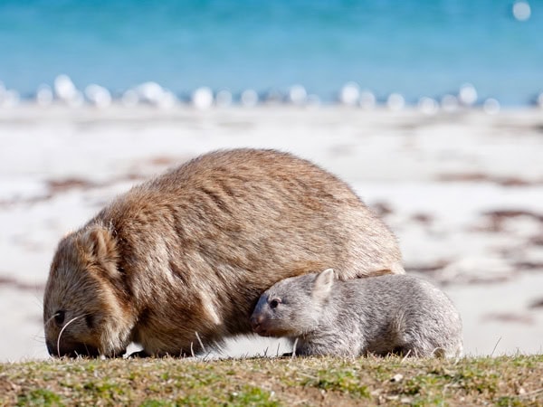 Wombat mum and baby on Maria Island, Tasmania
