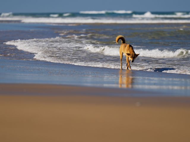 a dingo walking along the water on 7r mile beach on k'gari fraser island queensland