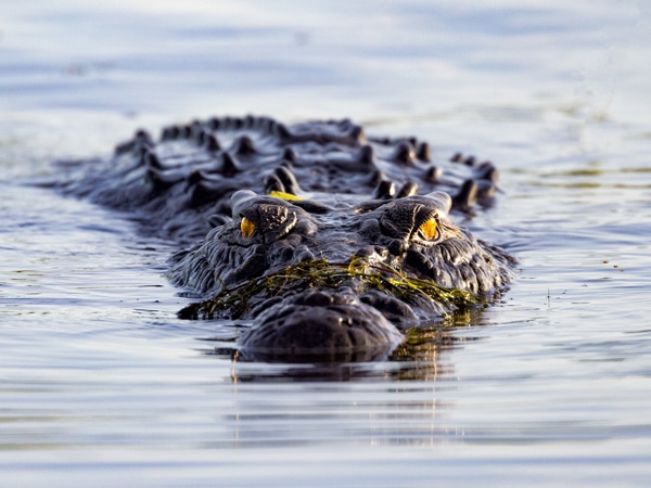 a crocodile at Yellow Waters, Kakadu