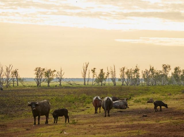 Buffalo Floodplains NT