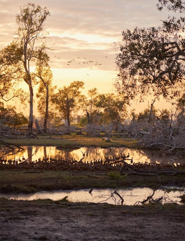 Waterbirds Kakadu