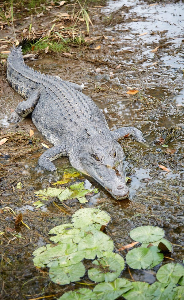 Crocodile Kakadu