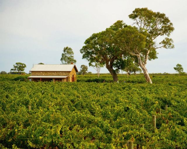Limestone Coast vineyards