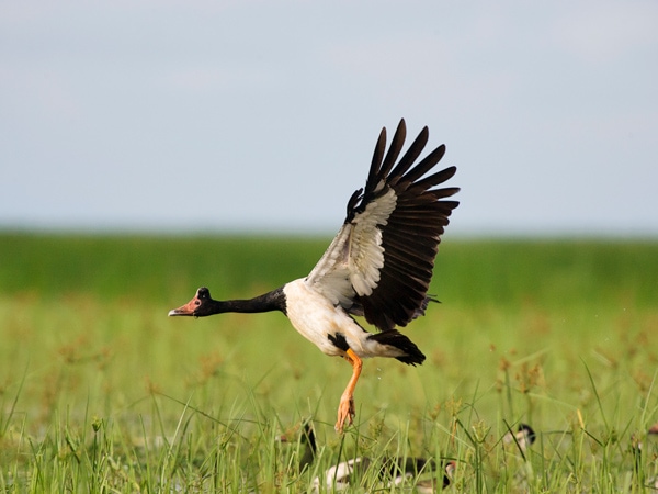 a Magpie Goose flapping its wings in Kakadu