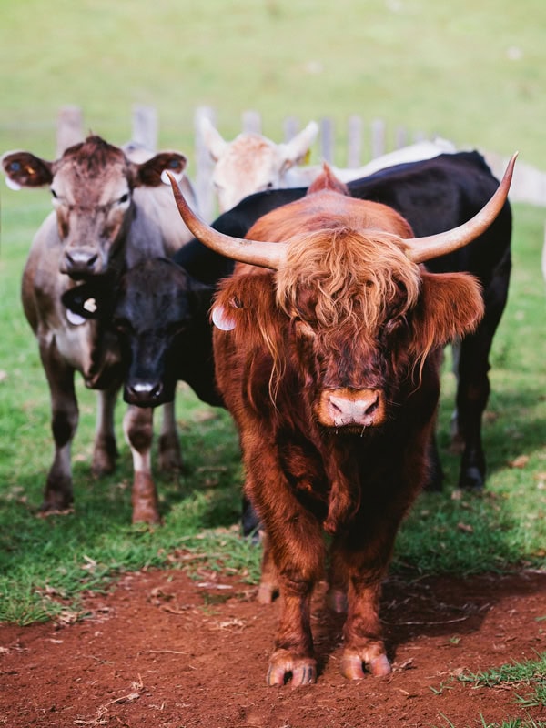 The Farm in Byron Bay, NSW