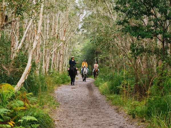 Zephyr Horses in Byron Bay, NSW