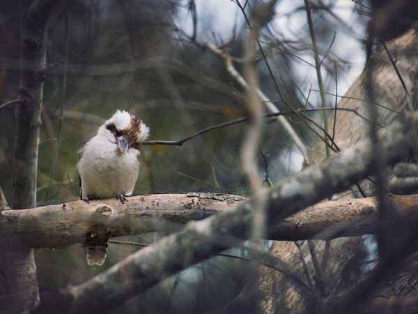 Aldgate Valley nature walk