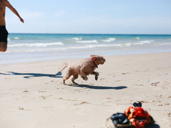 a dog running on Glenelg Beach