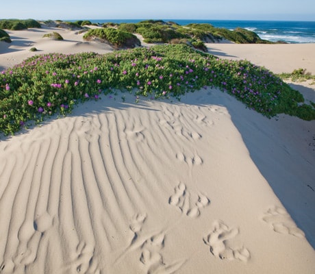 tarkine region tasmania