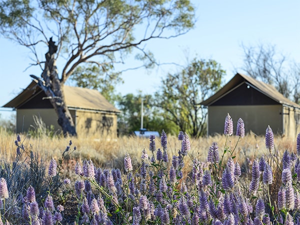 Experience wild glamping in the outback (Credit Bungle Bungle Wilderness Lodge)