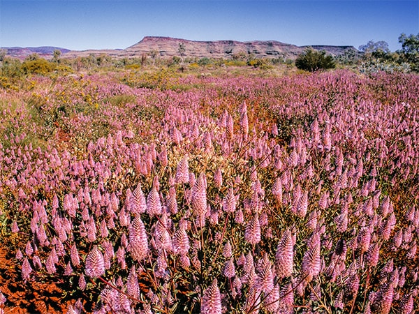 ee the wildflowers of WA and beyond