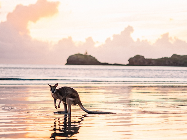 Encounter Australia's unique wildlife