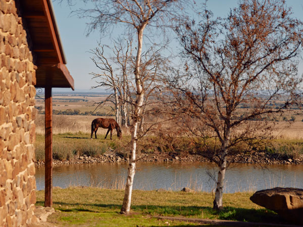 a horse grazing in the field next to a lake in Tuki Retreat, Ballarat
