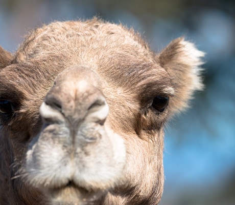 camel scenic rim qld