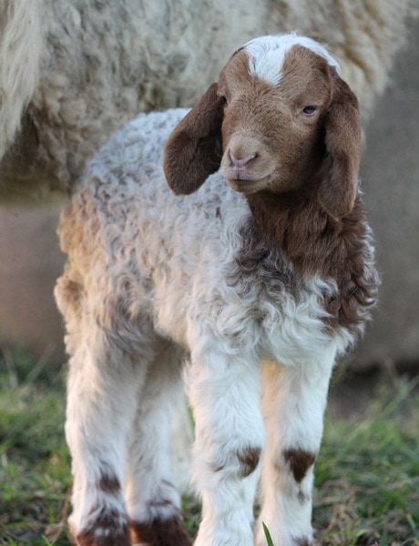 towri sheep chessery allenview qld