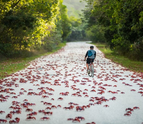 christmas island crabs