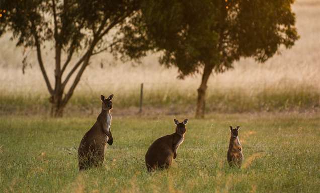 Kangaroo Island South Australia