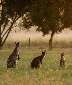 <p><i>The best ways</i> to holiday here this year in <strong>South Australia</strong></p>
