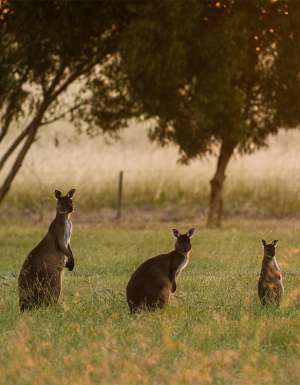 Kangaroo Island South Australia