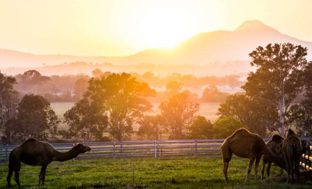 sunrise camel scenic rim