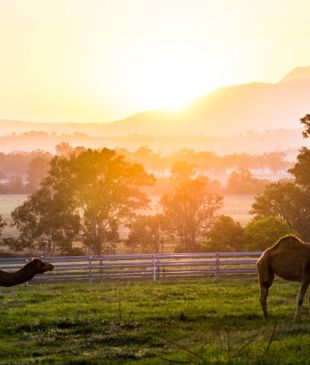 <p><i>Unearth the surprises</i> of the <strong>Scenic Rim</strong></p>
