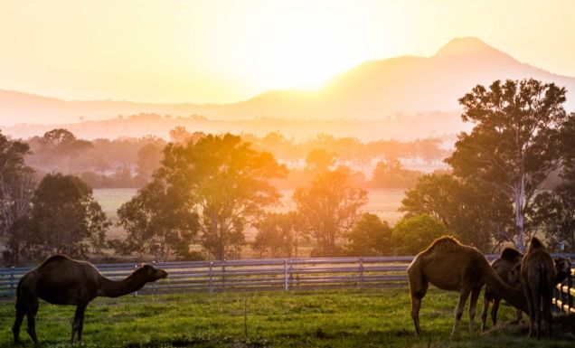 sunrise camel scenic rim