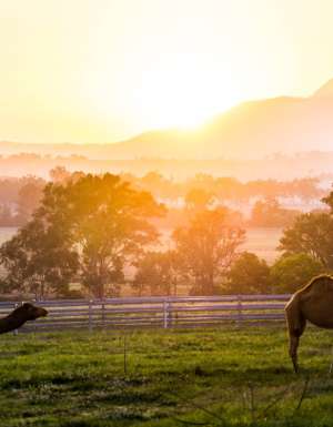 sunrise camel scenic rim