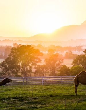 sunrise camel scenic rim
