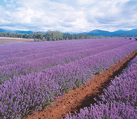 Bridestowe Lavender Estate in Tasmania