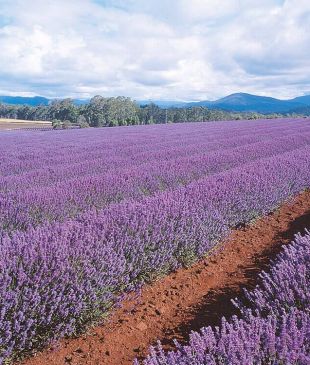 <p><i>4 tours in</i> <strong>Australia</strong> <i>that will leave you in complete awe</i></p>
