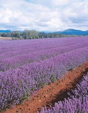 Tasmania lavender feilds