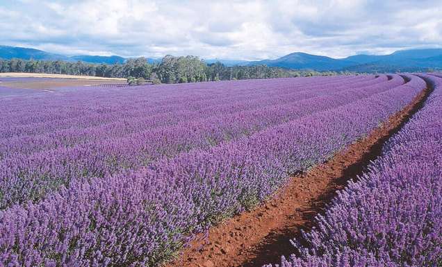 Tasmania lavender feilds